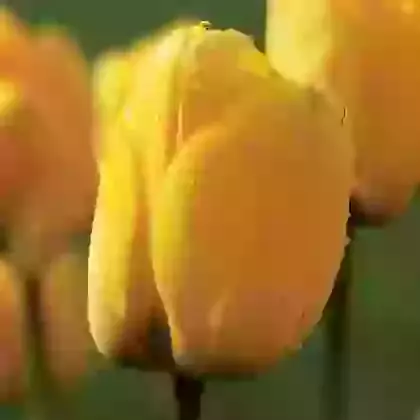 Golden Apeldoorn